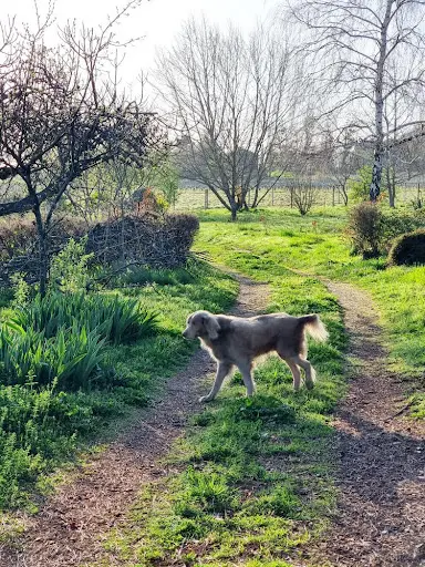 Debbie et les Chiens