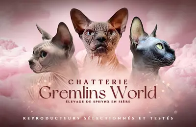 Chatterie Gremlins World
