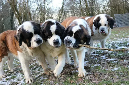 Les Saint-bernard du Bois du Marais : Élevages de Saint-bernard et Pension Canine Dans le Pas-de-calais Nord France