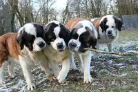 Les Saint-bernard du Bois du Marais : Élevages de Saint-bernard et Pension Canine Dans le Pas-de-calais Nord France
