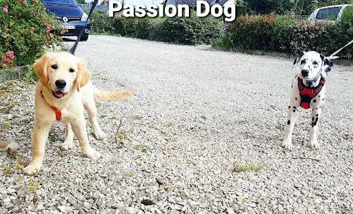 Passion Dog Loiret