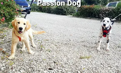 Passion Dog Loiret