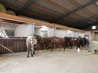 Ferme Equestre Juan - Randonnée Cheval Jura