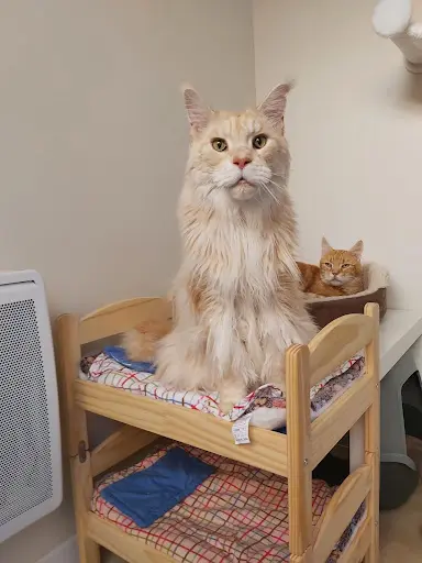 Au Relais Chat Ô