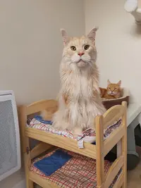 Au Relais Chat Ô