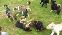 Amicale Cynophile Agility de Fécamp