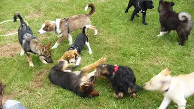 Amicale Cynophile Agility de Fécamp