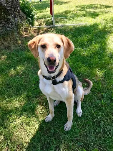 Activ Dogs du Genevois