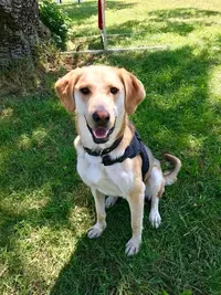 Activ Dogs du Genevois