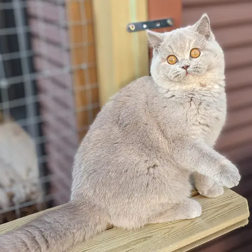 Chatterie d'Araée