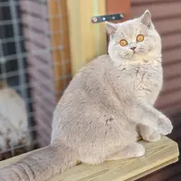 Chatterie d'Araée