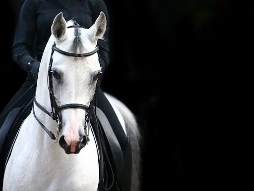 Schreiber - Sols Equestres -
