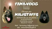 Pension Canine Familydog59 et Élevage de Bergers Belges Malinois
