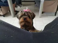 Plutôbo