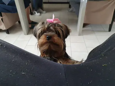 Plutôbo