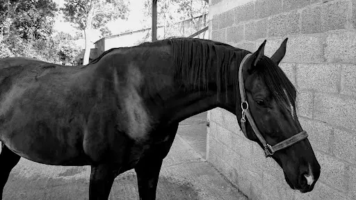 Cheval et Nature