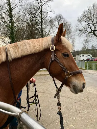 Ecurie, Haras des Saules
