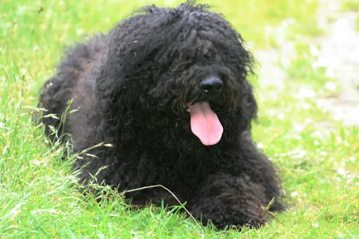 Elevage Familial de Barbet Di Amaretto Nero