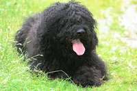 Elevage Familial de Barbet Di Amaretto Nero