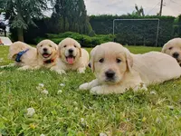 Les Joyaux de la Sambre & les Trésors de Caty - Elevage de Golden Retriever, Chihuahua, Sacré de Birmanie et Persan
