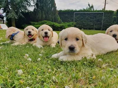 Les Joyaux de la Sambre & les Trésors de Caty - Elevage de Golden Retriever, Chihuahua, Sacré de Birmanie et Persan