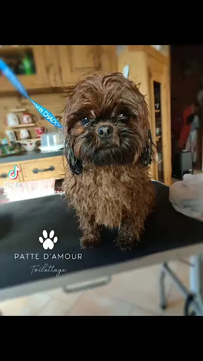 Patte d'Amour Toilettage