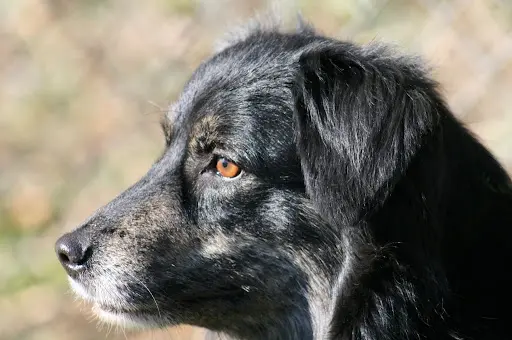 Aventure Chien