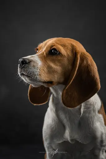 Beagles des Courants du Nant