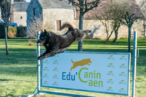 Éducation Canine - Edu Canin Caen