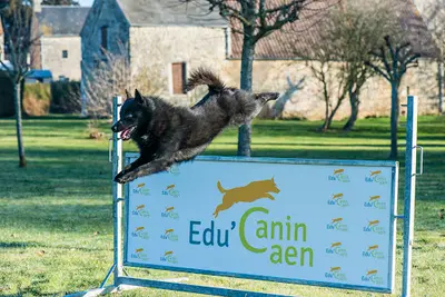 Éducation Canine - Edu Canin Caen