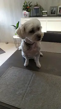 Coiff Dog