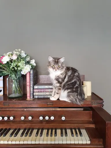 Chatterie de Beaucaine