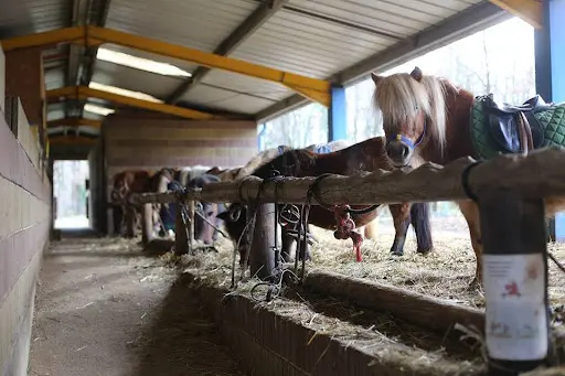 Centre Equestre de Figeac