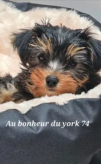 Au Bonheur du York 74