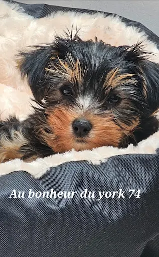 Au Bonheur du York 74