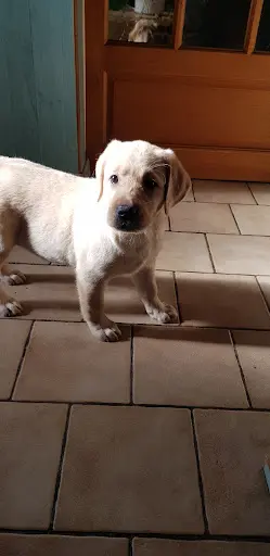 Les Labradors de la Plaine du Puy de Wolf