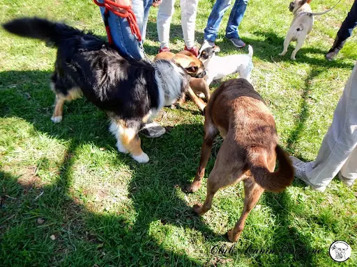 Club Canin Ondaine