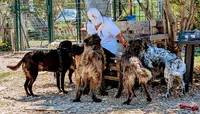 Cani-copain