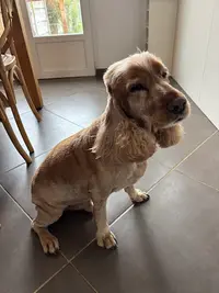 l'Univers des Chiens