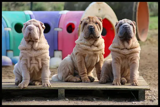 Élevage de Shar-peï du Nuorilang