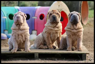 Élevage de Shar-peï du Nuorilang