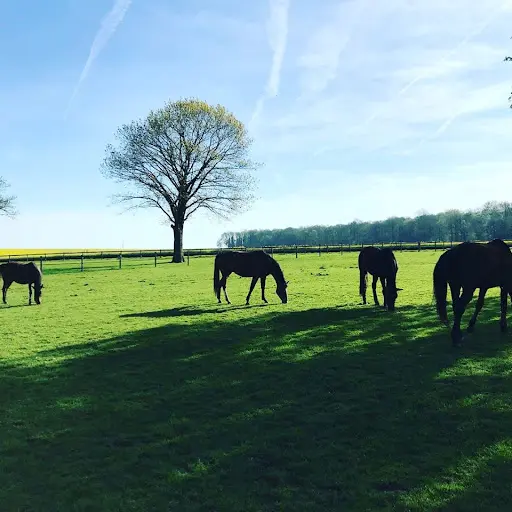 Au Pré des Chevaux