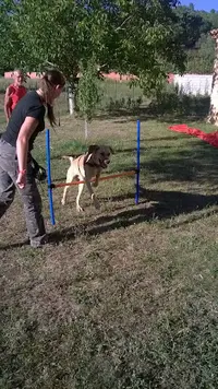 Dog Ethik Éducation Canine