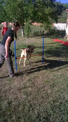 Dog Ethik Éducation Canine