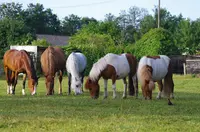 Centre Equestre de Flers