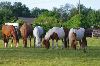 Centre Equestre de Flers
