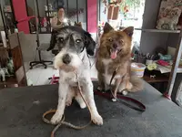 Shipie