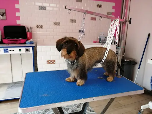 Salon de Toilettage Pink Lady