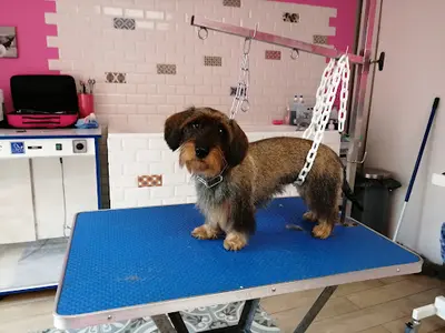 Salon de Toilettage Pink Lady