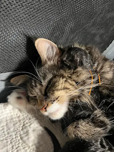 Chatterie Maine Coon du Chemin D’orev’